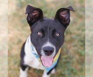 American Pit Bull Terrier-Border Collie Mix Dogs for adoption in San Antonio, TX, USA