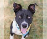 Small American Pit Bull Terrier-Border Collie Mix