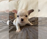 Small Photo #19 French Bulldog Puppy For Sale in JOHNS ISLAND, SC, USA