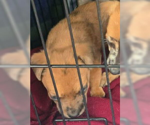 Medium Photo #2 Aussiedox Puppy For Sale in Frankenmuth, MI, USA