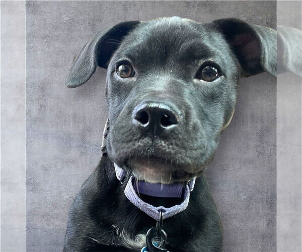Medium Photo #3 American Pit Bull Terrier-Labrador Retriever Mix Puppy For Sale in Plymouth, MN, USA