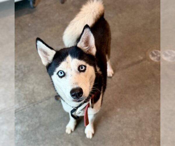 Medium Photo #1 Siberian Husky Puppy For Sale in Tavares, FL, USA