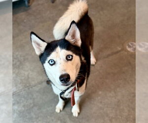 Siberian Husky Dogs for adoption in Tavares, FL, USA