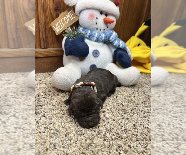 Medium Photo #4 Labrador Retriever Puppy For Sale in NEOLA, WV, USA