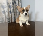 Small #3 Pembroke Welsh Corgi