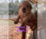 Puppy Purple collar Labrador Retriever