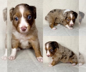 Miniature Australian Shepherd Puppy for sale in BROOKER, FL, USA