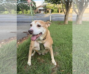 Beagle-Retriever  Mix Dogs for adoption in Holly Springs, NC, USA