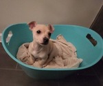 Small Photo #18 Chihuahua Puppy For Sale in MARIETTA, GA, USA
