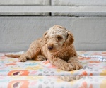 Small #2 Poodle (Miniature)