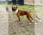 Small #1 Mutt