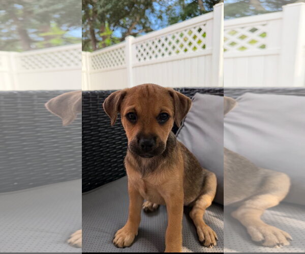 Medium Photo #1 Black Mouth Cur-Dachshund Mix Puppy For Sale in Royal Palm Beach, FL, USA