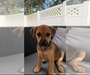 Black Mouth Cur-Dachshund Mix Dogs for adoption in Royal Palm Beach, FL, USA