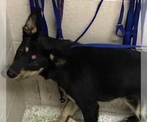 German Shepherd Dog Dogs for adoption in Conroe, TX, USA
