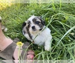 Small Photo #19 Shih Tzu Puppy For Sale in VENETA, OR, USA