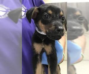 Doberman Pinscher Dogs for adoption in Conroe, TX, USA