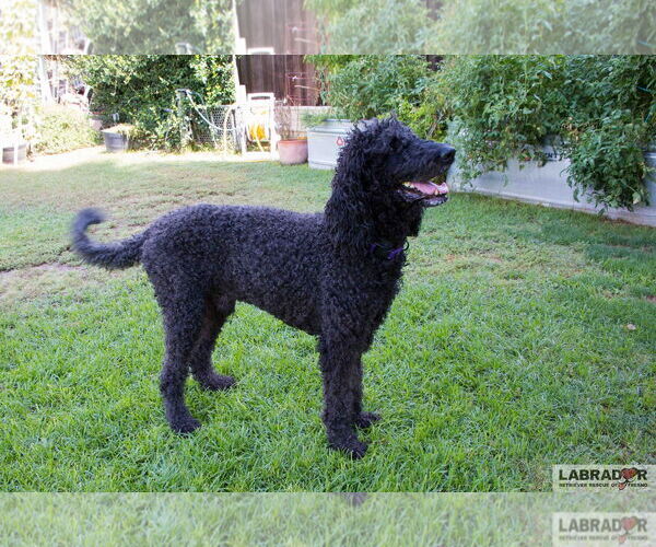 Medium Photo #3 Labradoodle Puppy For Sale in Clovis, CA, USA