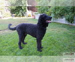 Small #2 Labradoodle