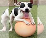 Small #1 American Pit Bull Terrier