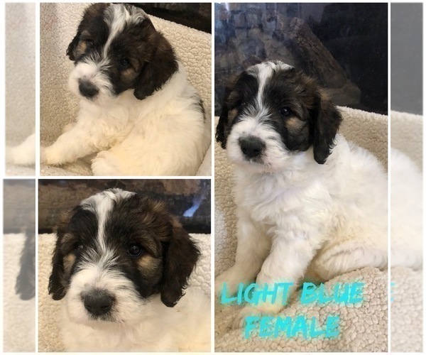 Medium Photo #5 Pyredoodle Puppy For Sale in DACULA, GA, USA