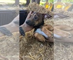 Small #4 Rat Terrier