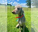 Small #2 Labradoodle