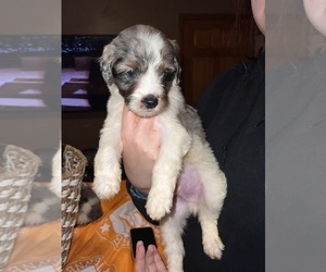 Bernedoodle Puppy for sale in DRESDEN, TN, USA