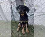 Small Photo #2 Doberman Pinscher-Unknown Mix Puppy For Sale in Rosenberg, TX, USA