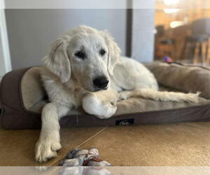 Great Pyrenees-Unknown Mix Dogs for adoption in Plymouth, MN, USA