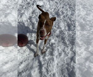 Royal - Male Mutt Dog for Adoption - Photo #2
