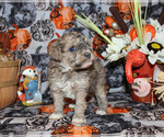 Small Photo #22 Poodle (Toy) Puppy For Sale in CHANUTE, KS, USA