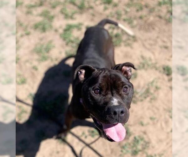Medium Photo #1 Mutt Puppy For Sale in Fort Collins, CO, USA