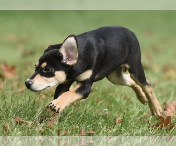 Medium Photo #10 Australian Shepherd-Unknown Mix Puppy For Sale in Mechanicsburg, PA, USA