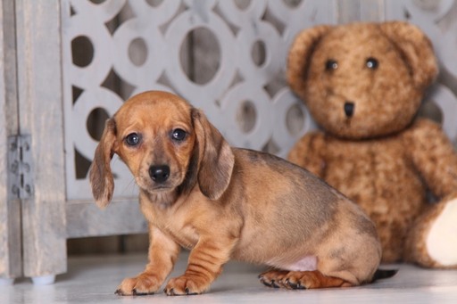 Medium Photo #4 Dachshund Puppy For Sale in MOUNT VERNON, OH, USA