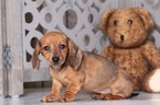 Small Photo #4 Dachshund Puppy For Sale in MOUNT VERNON, OH, USA