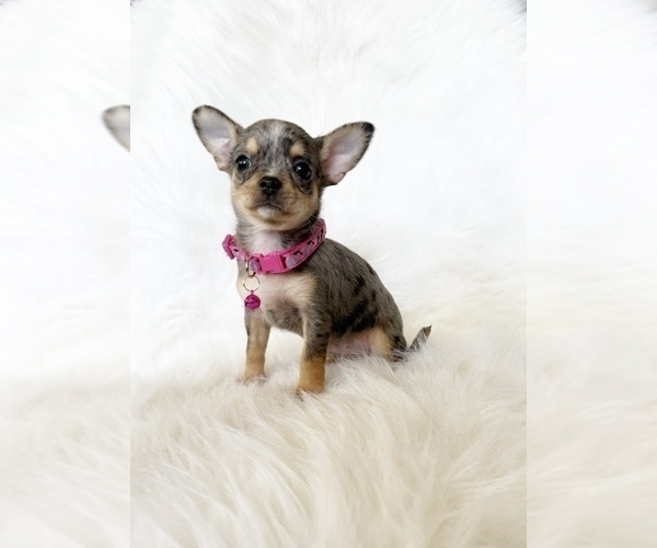 Medium Photo #4 Chihuahua Puppy For Sale in SACRAMENTO, CA, USA