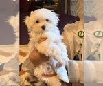 Small #1 Maltese