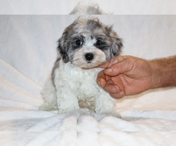 Medium Photo #21 ShihPoo Puppy For Sale in DYERSBURG, TN, USA