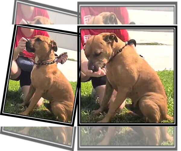 Medium Photo #3 Black Mouth Cur-Unknown Mix Puppy For Sale in Sanford, FL, USA