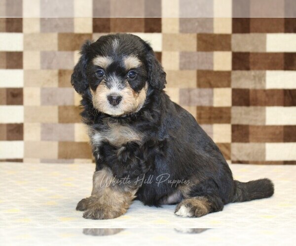 Medium Photo #3 Miniature Bernedoodle Puppy For Sale in DENVER, PA, USA