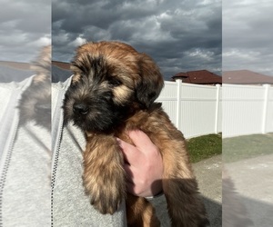 Soft Coated Wheaten Terrier Puppy for sale in UNIONTOWN, PA, USA