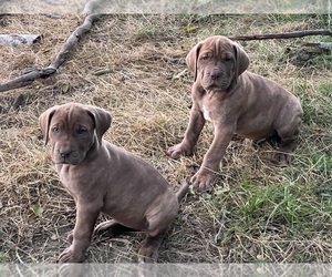 Great Dane-Neapolitan Mastiff Mix Puppy for sale in PORT TOWNSEND, WA, USA