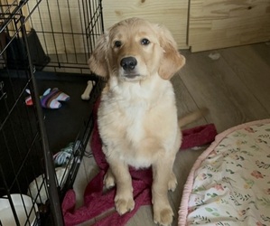 Golden Retriever Puppy for sale in LOS ANGELES, CA, USA