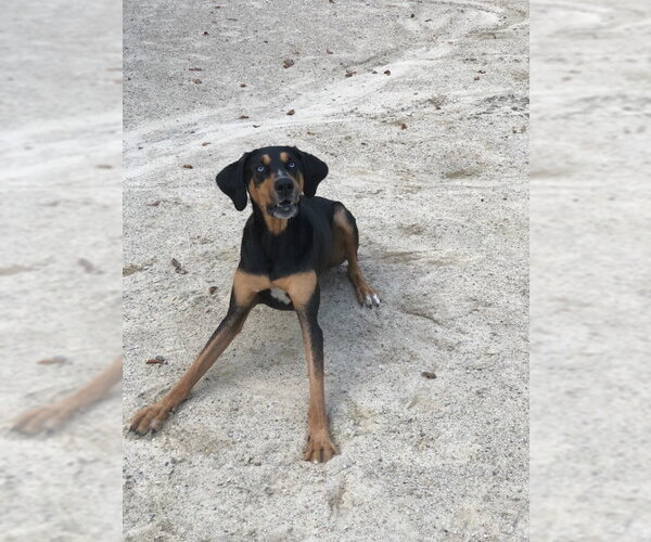 Medium Photo #7 Coonhound-Doberman Pinscher Mix Puppy For Sale in East Derry, NH, USA