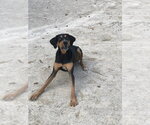 Small #6 Coonhound-Doberman Pinscher Mix