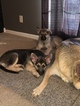 Small Photo #29 German Shepherd Dog Puppy For Sale in BARTLETTSVILLE, IN, USA