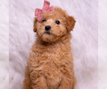 Small Photo #33 Goldendoodle (Miniature) Puppy For Sale in WARSAW, IN, USA