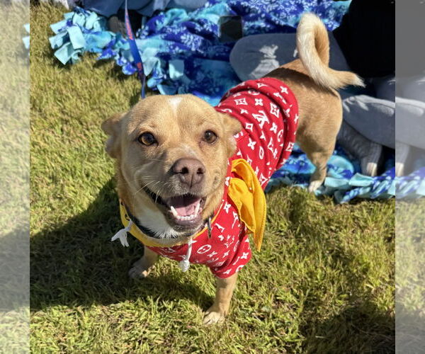 Medium Photo #8 Shiba Inu-Unknown Mix Puppy For Sale in Brooklyn Center, MN, USA