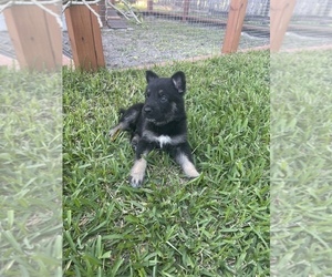 German Shepherd Dog Puppy for Sale in PLANTATION, Florida USA