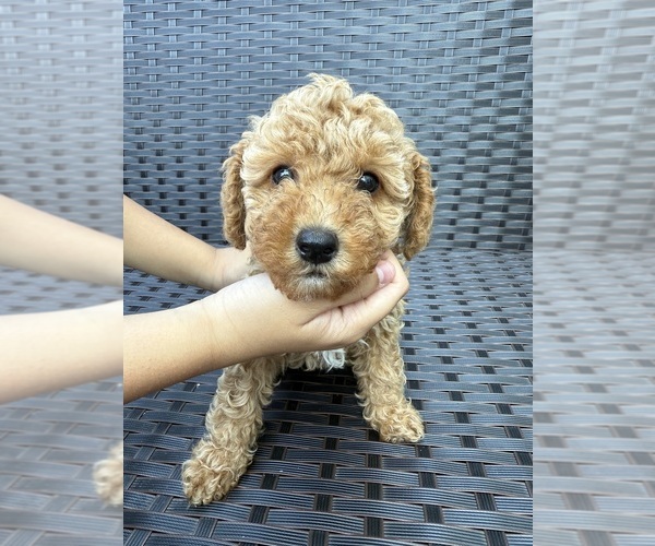 Medium Photo #1 Poodle (Toy) Puppy For Sale in MARYLAND HEIGHTS, MO, USA
